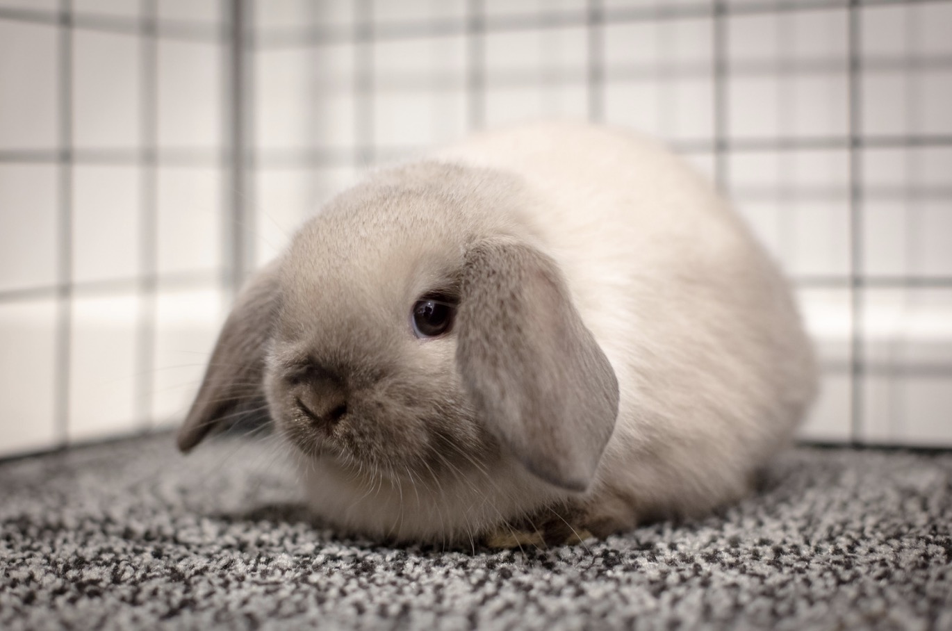 How Long Do Lop Eared Rabbits Live? (A Detailed Lifespan Guide)